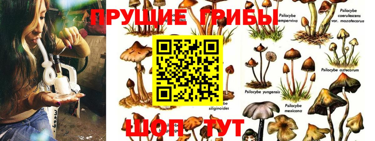 Галлюциногенные грибы Psilocybine cubensis  Псилоцибиновые грибы GOLDEN TEACHER  Вход с VPN  Комсомольск-на-Амуре 